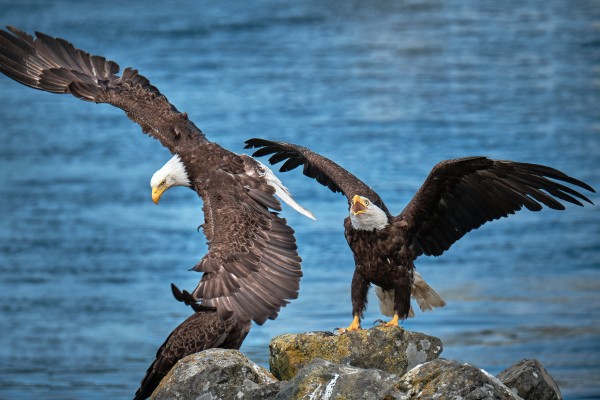 get off my rock by Andrew Wasik